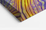 Macro iris petals in deep violet-purple and golden yellow with water droplets, bold botanical canvas for living room