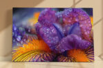 Macro iris petals in deep violet-purple and golden yellow with water droplets, bold botanical canvas for living room