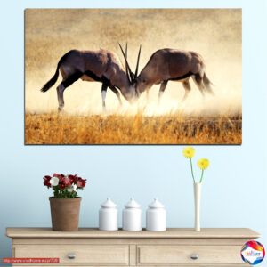 African Antelope in Grassland Canvas Print