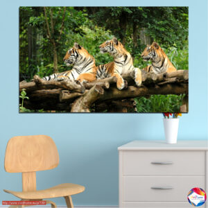 Three Tigers Resting Under Tree Canvas Print