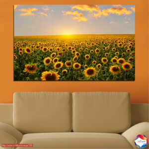Sunflower Field Canvas Print