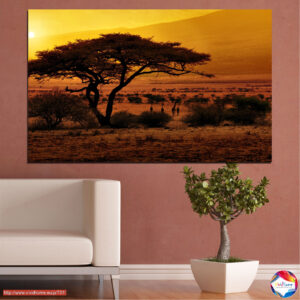 Lone Acacia at Sunset Canvas Print